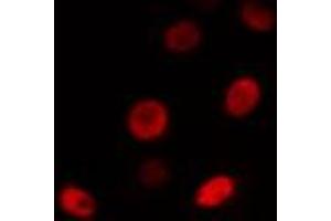 ABIN6274501 staining RAW264. (BHLHE41 Antikörper  (N-Term))