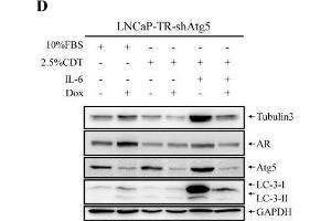 Western Blotting (WB) image for anti-Glyceraldehyde-3-Phosphate Dehydrogenase (GAPDH) antibody (ABIN2857072)