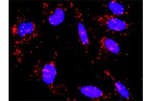 Proximity Ligation Analysis of protein-protein interactions between CREB3 and CREB3L4. (CREB3L4 Antikörper  (AA 1-110))