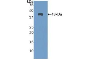 Detection of Recombinant CNP, Mouse using Polyclonal Antibody to C-Type Natriuretic Peptide (CNP) (NPPC Antikörper  (AA 30-126))