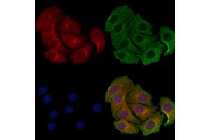 ABIN6258521 and ABIN6274743 staining Hela cells by IF/ICC. (MRPL46 Antikörper  (C-Term))