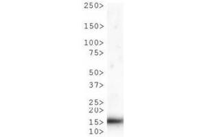 Western Blotting (WB) image for anti-Histone 3 (H3) (H3K9me), (pThr6) antibody (ABIN5706784)
