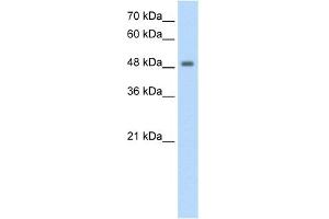 WB Suggested Anti-FBXL7 Antibody Titration:  1. (FBXL7 Antikörper  (N-Term))
