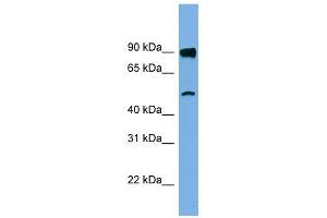 FAM160B1 antibody used at 1 ug/ml to detect target protein. (FAM160B1 Antikörper  (N-Term))