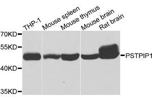 Western blot analysis of extracts of various cells, using PSTPIP1 antibody. (PSTPIP1 Antikörper)