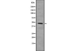 Western blot analysis of PBX3 using K562 whole cell lysates (PBX3 Antikörper  (N-Term))