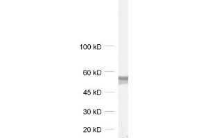 dilution: 1 : 1000,sample: synaptic vesicle fraction of rat brain (LP2) (DOC2B Antikörper)