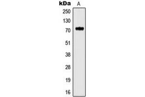 Western blot analysis of Kv3. (Kv3.4 Antikörper  (N-Term))