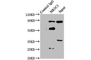 Immunoprecipitating NR3C1 in Hela whole cell lysate Lane 1: Rabbit control IgG instead of ABIN7153886 in Hela whole cell lysate. (Glucocorticoid Receptor Antikörper  (AA 1-190))