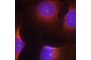 Immunofluorescence (IF) image for anti-Cyclin-Dependent Kinase 6 (CDK6) (pTyr13) antibody (ABIN1870057) (CDK6 Antikörper  (pTyr13))