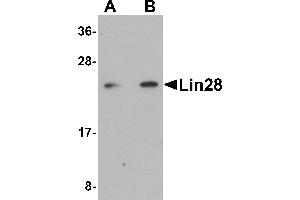 Western Blotting (WB) image for anti-Lin-28 Homolog A (C. Elegans) (LIN28A) (C-Term) antibody (ABIN1030484)
