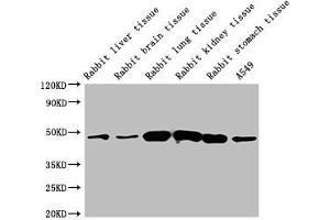 Western Blot Positive WB detected in: Rabbit liver tissue, Rabbit brain tissue, Rabbit lung tissue, Rabbit kidney tissue, Rabbit stomach tissue, A549 whole cell lysate All lanes: ACTB antibody at 1:5000 Secondary Goat polyclonal to mouse IgG at 1/50000 dilution Predicted band size: 42 KDa Observed band size: 42 KDa Exposure time: 5 min