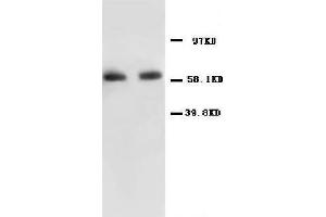 Anti-NF-kB p65 antibody, Western blotting All lanes: Anti NF-kB p65  at 0. (NF-kB p65 Antikörper  (N-Term))