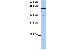 WB Suggested Anti-APPBP2 Antibody Titration: 0. (APPBP2 Antikörper  (Middle Region))