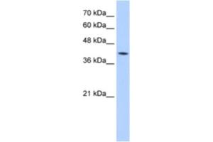 Western Blotting (WB) image for anti-Mannose-6-Phosphate Receptor (Cation Dependent) (M6PR) antibody (ABIN2462706)
