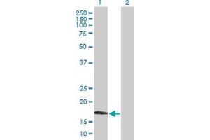 Western Blot analysis of MAFG expression in transfected 293T cell line by MAFG MaxPab polyclonal antibody. (Mafg Antikörper  (AA 1-162))