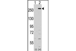Western blot analysis of LMTK2 (arrow) using rabbit polyclonal LMTK2 Antibody (Center) (ABIN391210 and ABIN2841289). (LMTK2 Antikörper  (AA 668-697))
