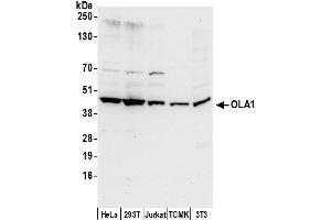 anti-Obg-Like ATPase 1 (OLA1) (AA 346-396) antibody