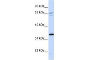 Image no. 1 for anti-PC4 and SFRS1 Interacting Protein 1 (PSIP1) (C-Term) antibody (ABIN6742503) (PSIP1 Antikörper  (C-Term))