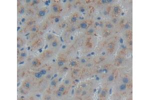 Used in DAB staining on fromalin fixed paraffin- embedded liver tissue (PECI/ECI2 Antikörper  (AA 1-241))