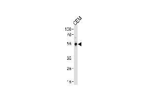 KLF5 Antibody (C-term) (ABIN391515 and ABIN2841476) western blot analysis in CEM cell line lysates (35 μg/lane).
