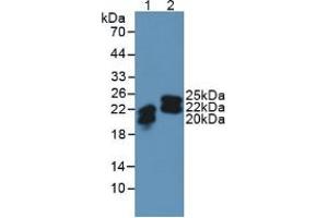 Figure. (Lipocalin 2 Antikörper  (AA 21-198))