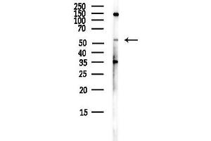 Western blot analysis of lysates from HepG2 cells(LPS,4h treatment), using FZ Antibody at 1/1000 dilution.