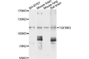Western blot analysis of extracts of various cells, using TGFBR3 antibody. (TGFBR3 Antikörper)