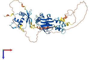 IRF6 Protein (AA 1-467) (His tag)