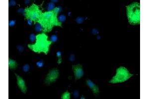 Anti-EPN2 mouse monoclonal antibody (ABIN2455556) immunofluorescent staining of COS7 cells transiently transfected by pCMV6-ENTRY EPN2 (RC213652). (Epsin 2 Antikörper)