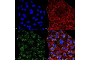 Immunocytochemistry/Immunofluorescence analysis using Mouse Anti-ERp57 Monoclonal Antibody, Clone 4F9 .