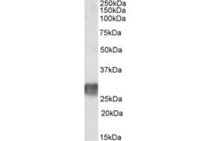 AP23722PU-N LAIR1 antibody staining of Human ymph Node lysate at 2 µg/ml (35µg protein in RIPA buffer). (LAIR1 Antikörper  (Internal Region))
