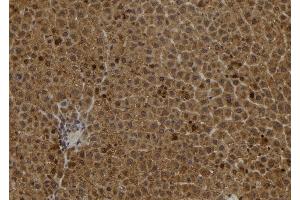 ABIN6278237 at 1/100 staining Rat liver tissue by IHC-P.