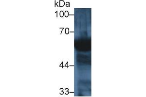 Western Blot; Sample: Human Saliva; Primary Ab: 1µg/ml Rabbit Anti-Mouse AMY2 Antibody Second Ab: 0. (AMY2 Antikörper  (AA 22-257))