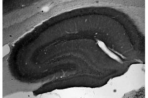 Adult rat hippocampus immunohistochemistry. (MFN2 Antikörper  (Cytosolic, N-Term))