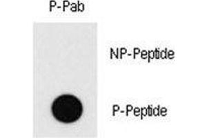 Dot blot analysis of phospho-MEF2C antibody. (MEF2C Antikörper  (pThr20))