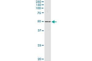 NR1I2 MaxPab polyclonal antibody. (NR1I2 Antikörper  (AA 1-434))