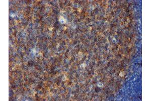 Image no. 3 for anti-CD80 (CD80) antibody (ABIN1497372) (CD80 Antikörper)