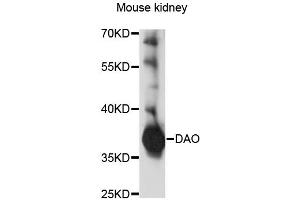 Western blot analysis of extracts of mouse kidney, using DAO antibody. (D Amino Acid Oxidase Antikörper)