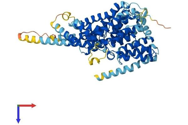 SLC13A5 Protein (AA 1-568) (His tag)