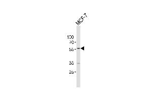 Western blot analysis of lysate from MCF-7 cell line, using NPT Antibody (Center) (ABIN652958 and ABIN2842612).