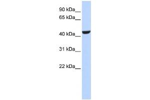 Western Blotting (WB) image for anti-Retinol Dehydrogenase 16 (All-Trans) (RDH16) antibody (ABIN2458627) (RDH16 Antikörper)