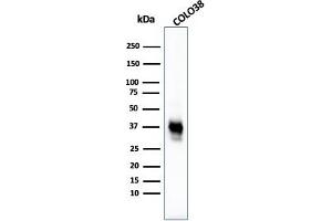 Western Blot Analysis of COLO38 cell lysate using Melanoma Marker MAb (M2-7C10 + M2-9E3 + T311 + HMB45). (Melanoma Marker (MART-1 + Tyrosinase + Gp100) Antikörper)