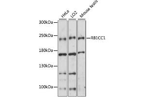 Western blot analysis of extracts of various cell lines, using RB1CC1 antibody (ABIN6292181) at 1:1000 dilution. (FIP200 Antikörper)