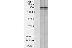 Western blot analysis of Rat Tissue lysates showing detection of Calnexin protein using Rabbit Anti-Calnexin Polyclonal Antibody . (Calnexin Antikörper  (C-Term) (Atto 488))