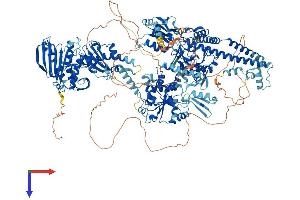 Topoisomerase II alpha Protein (AA 1-1531) (His tag)