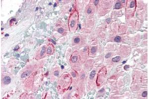 Human Placenta (formalin-fixed, paraffin-embedded) stained with SPP1 antibody ABIN337138 at 5 ug/ml followed by biotinylated anti-goat IgG secondary antibody ABIN481715, alkaline phosphatase-streptavidin and chromogen. (Osteopontin Antikörper  (AA 288-299))