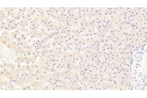 Immunohistochemistry (IHC) image for anti-Cytochrome C Oxidase Subunit IV Isoform 1 (COX4I1) (AA 1-169) antibody (ABIN7441013)