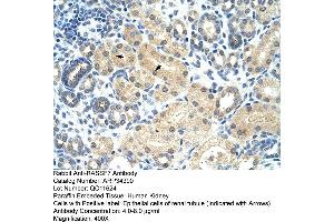 Human kidney (RASSF7 Antikörper  (Middle Region))