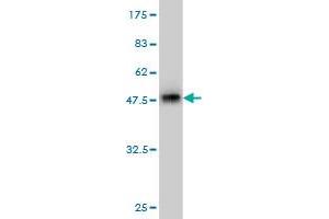 Western Blotting (WB) image for anti-Golgi Membrane Protein 1 (GOLM1) (AA 302-401) antibody (ABIN565577)